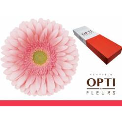 Gerbera Hol. Romella Rs. "T25"