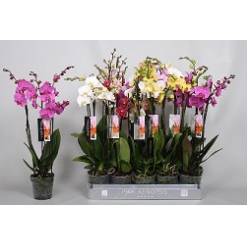 P. Phalaenopsis Mixta 12/75cm 8KL 2T x12