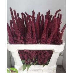 Amaranthus Hol. Recto Rojo 55cm