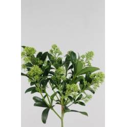 Skimmia Frank White 40cm "Paquete"