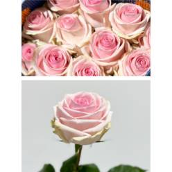 Rosa Ecu. Lorraine 50cm