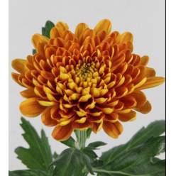 Uniflor Hol. Bellavista 75gr nar.