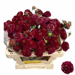 Scabiosa Atro Raspbe Scoop 55cm "CC80"