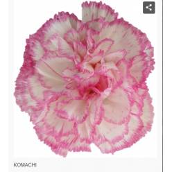 Clavel Col. Short Komachi Bic.