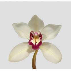 Cymbidium Ivory 80cm Bl/Cr.