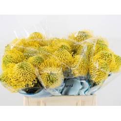Protea Nutans High Gold 40cm Am.
