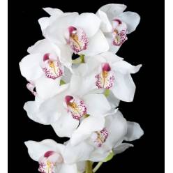 Cymbidium Secret 80cm Bl.