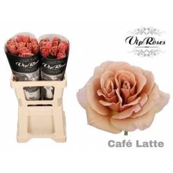 Rosa Hol. Cafe Latte 50cm