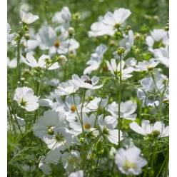 Cosmos Bipinnatus White 55cm "CC90"