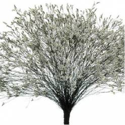 Limonium Hol. Cool Diamond 60cm 20gr "T25" Bl