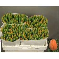 Tulipan Hol. Asahi 40cm Nj.