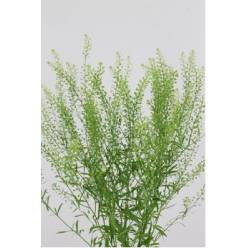Lepidium Thlaspy Gree Dragon 70cm 25gr x25