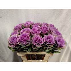 Brassica Hol. Olga 60cm Mo
