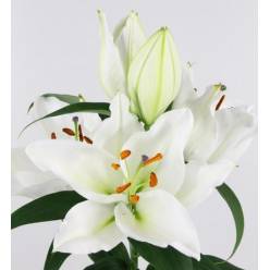 Oriental Hol. Bl. Severn 80cm 3 flores