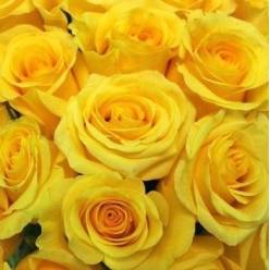 Rosa Ecu. Mixta 40cm Amarillas