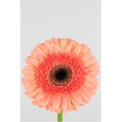 Gerbera Mini Hol. Cookie N Cream Sl. "T20"