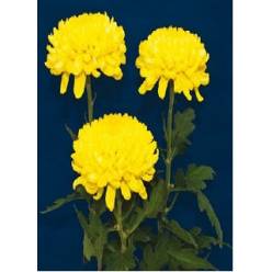 Uniflor Hol. Deco Rivalry 130gr