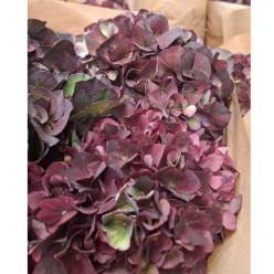 Hortensia Hol. Pink Ruby Classic 50cm 16/18