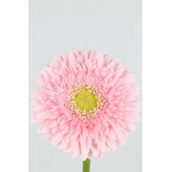 Gerbera Hol. Fem x25 Rs