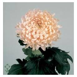 Uniflor Hol. Deco Avignom 100gr Sal.