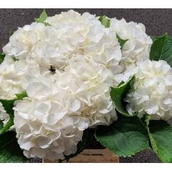 Hortensia Hol. Verena White 60cm 16/18