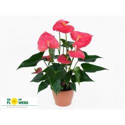 P. Anthurium An Colorado 14/55cm x8 +5flores