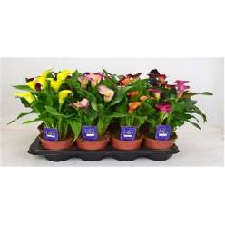 P. Calla Mixta 14/40cm x8  6+flores
