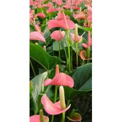 P. Anthurium An Pink Champion 14/50cm  x8 +7 Flores