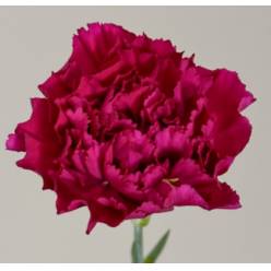 Clavel Col. Fancy Morado