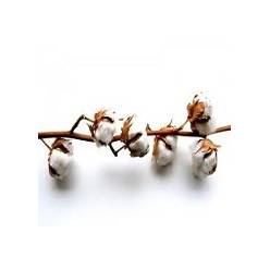 Algodon tallos (11 Bolas )