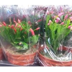 P. Rhipsalidopsis mixto 3kl 17/30cm x6