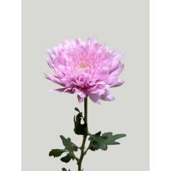 Uniflor Col. Petrushka Rosa