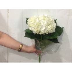 Hortensia Select Blanca 60cm 15/16 "CC40"