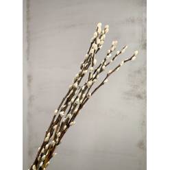 Salix Snow Flake 90cm "Avellana"