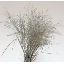 Siergras Overig Pintado Plata 95cm "T50"