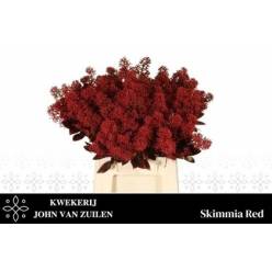 Skimmia Rubella Pintada Roja 45cm "Paquete"