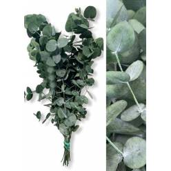 Eucalipto Cinerea Preservado Frabe 50cm 110g