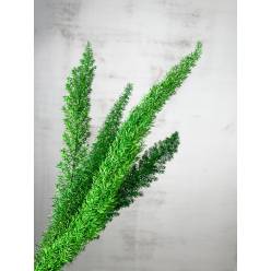 Meyeri Preservado 40/50cm