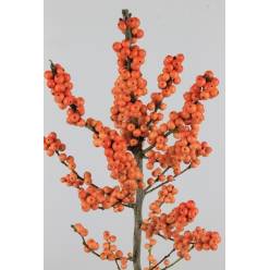 Ilex Ve Winter Gold 40cm Nj.