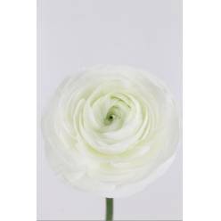 Ranunculos Hol. Am Snowflake 45cm 35gr