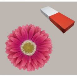 Gerbera Hol. Unique "T25"