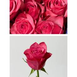 Rosa Ecu. Lola 40cm