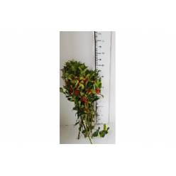 Acebo Caja Media Embalaje