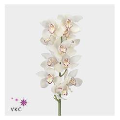 Cymbidium Venezia 80cm Bl.