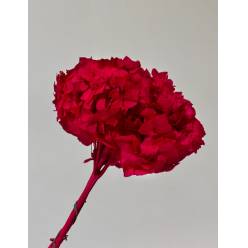 Hortensia Preservada Roja 20x30Hcm