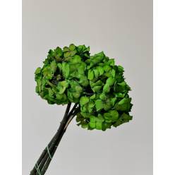 Hortensia Preservada Verde Classic 20x30Hcm