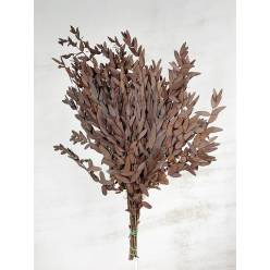 Eucalipto Parviflora Preservado Rojo 70cm 150g