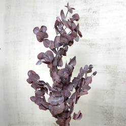 Eucaliptus Cinerea Preservado Rojo 150g