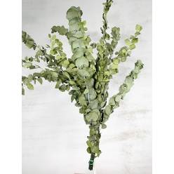 Eucaliptus Escerwatiana Preservado Verde 150g