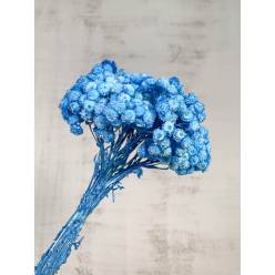 Helichrysum Italicum Seco Azul 40cm 50g